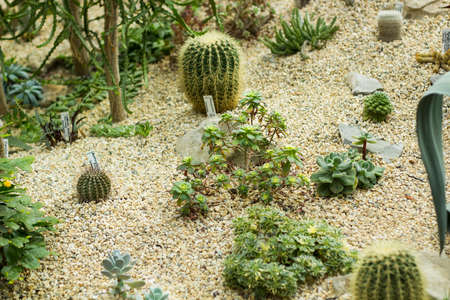 Variety of small beautiful cactus. Desert in miniatureの写真素材