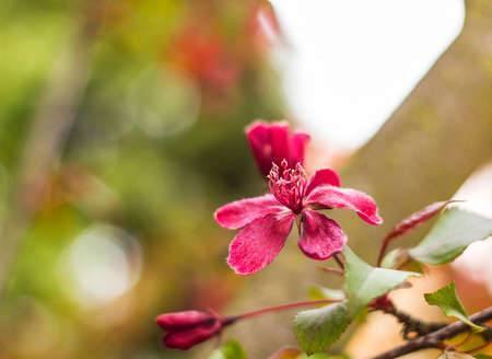 Blossoming apple tree. Flowering branch decorative wild Royalty apple tree with red flowersの写真素材
