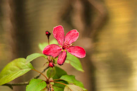 Blossoming apple tree. Flowering branch decorative wild Royalty apple tree with red flowersの写真素材