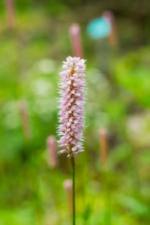Pink Bistort flower. Bistorta officinalisの写真素材