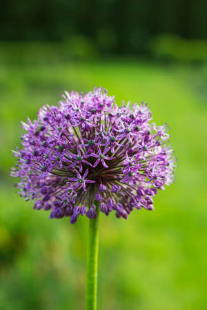 Allium giganteum violet flowerの写真素材