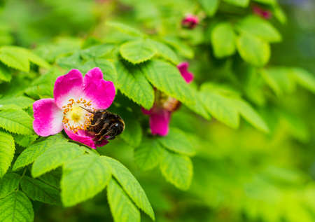 Bumblebee on wild rose. Pink Rosa Rubrifolia flowersの写真素材