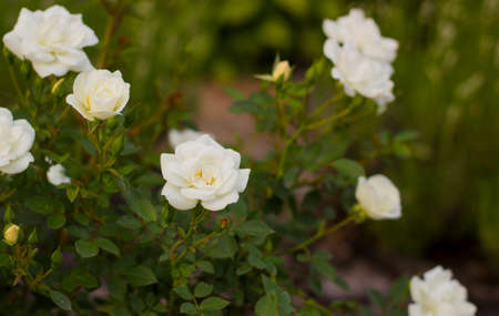Small bush white roses in gardenの写真素材