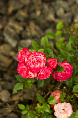 Small shrub roses pink. Mini pink and red flowers in gardenの写真素材