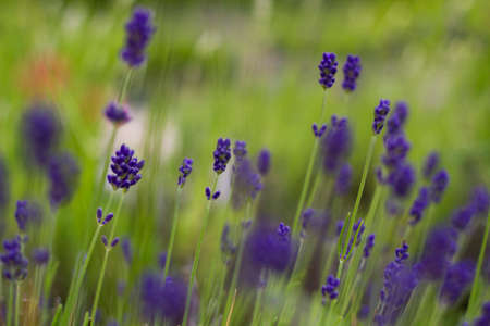 lavender flowersの写真素材