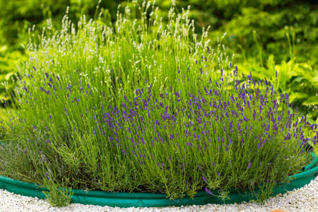 Flowers Lavender bush in potの写真素材
