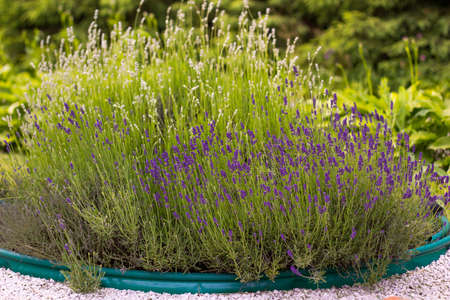 Flowers Lavender bush in potの写真素材