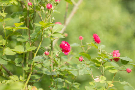 Shrub roses pink. Pink flowers in gardenの写真素材