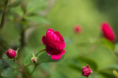 Shrub roses pink. Pink flowers in gardenの写真素材
