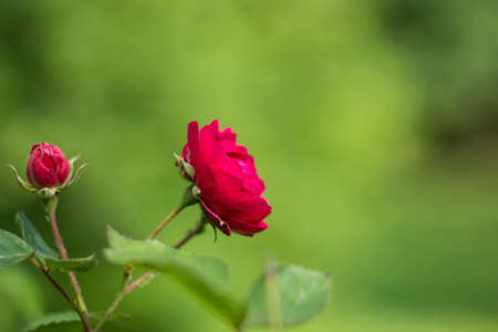 Shrub roses pink. Pink flowers in gardenの写真素材