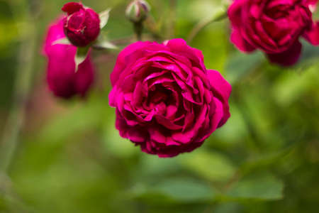 Shrub roses pink. Pink flowers in gardenの写真素材