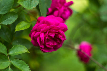 Shrub roses pink. Pink flowers in gardenの写真素材