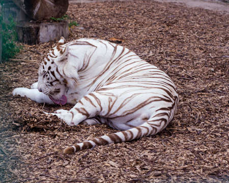 White tiger licking. Rest large wild catの写真素材