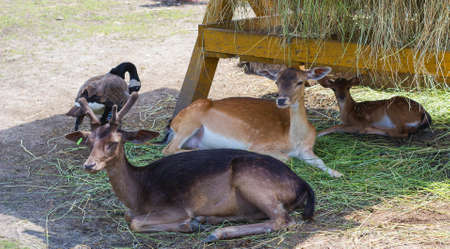 Elds deer with velvet antlers rests with familyの写真素材