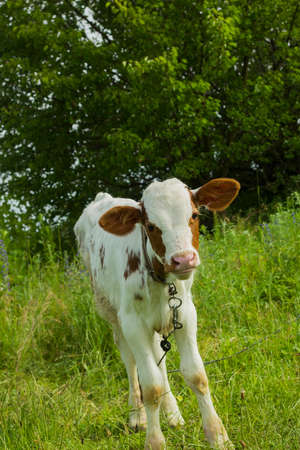 Calf on tether grazing in meadow in villageの写真素材
