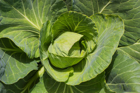Head of White cabbage in gardenの写真素材