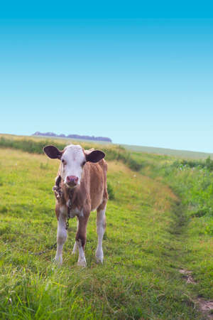 Calf on tether grazing in meadow near pathの写真素材