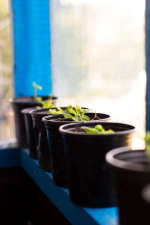 Plants in pots in window. Market for sale plants. Growing seedlings in black potsの写真素材
