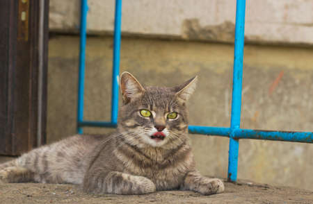 Cat with its pink tongue hanging out. Gray stray cat in yard. Cat looking for homeの写真素材