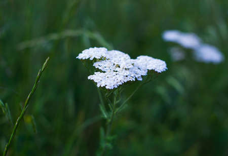 Inflorescences of white wildflowers. White flowers Yarrow plantの写真素材