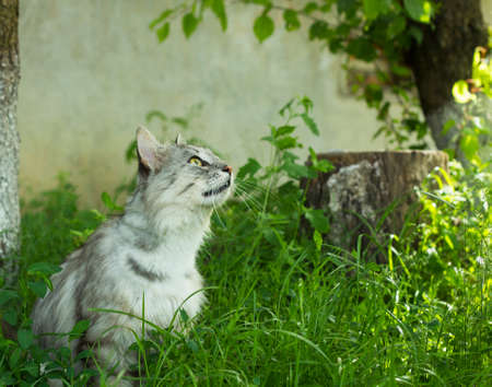 Gray fluffy stray cat in yard. Cat looking for homeの写真素材