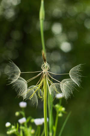 Large white fluffy dandelion flower. Distant relative of dandelion - Salsify. Tragopogon flower. Family sunflower family. Seeds are borne in fluffy globe. Fragile fluff blowballの写真素材