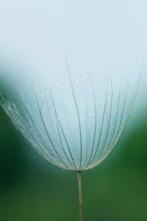 Large white fluffy dandelion flower. Distant relative of dandelion - Salsify. Tragopogon flower. Family sunflower family. Seeds are borne in fluffy globe. Fragile fluff blowballの写真素材