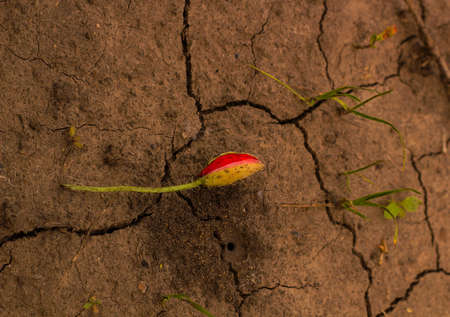 Torn bud poppy flower on the cracked dry brown earth. Pick flower in eveningの写真素材