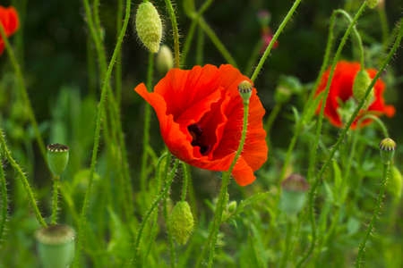 Red poppy flowers with bud in summer meadowの写真素材