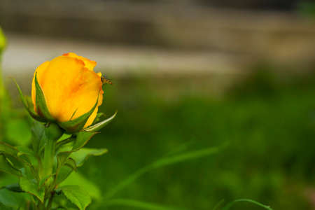 Yellow small rose flower in gardenの写真素材