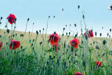Red poppies flowers in summer meadow under blue skyの写真素材