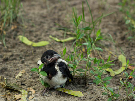 Nestling magpie bird in grass. Pica pica young birdの写真素材