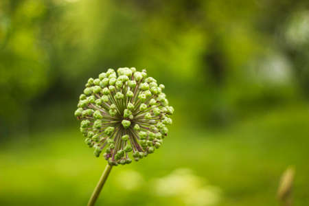 Flower onion giant deflorate. Allium giganteum seed head. Giant Onion (Allium giganteum) fruiting umbelsの写真素材