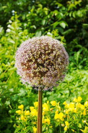 Flower onion giant deflorate. Allium giganteum seed head. Giant Onion (Allium giganteum) fruiting umbelsの写真素材
