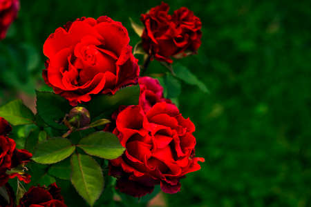 Dark red roses flowers in garden. Shrub roses with corrugated petalsの写真素材