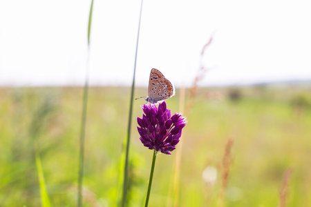 Macro photo small blue butterfly Plebejus argus on a flower of pink clover in meadow summer day....
