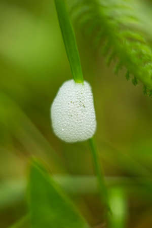 Foam on blade of grass. Location of insect leafhopper larvae - philaenus spumariusの写真素材