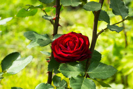 Dark red scarlet rose flower in summer gardenの写真素材