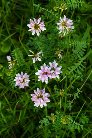 Pink wildflowers. Clover pink flowers. Pink flowers in meadow. Trifolium hybridum pale pink flowers view from aboveの写真素材