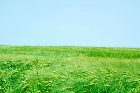 Field of young green wheat under blue skyの写真素材