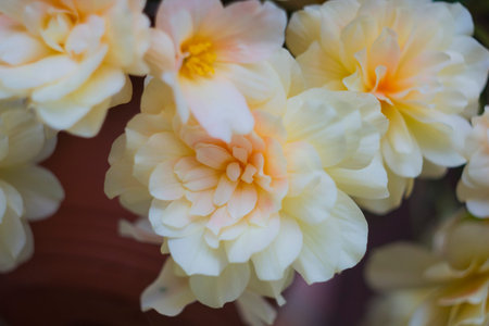 Creamy white flowers plants Begonia. Begonia Odorata Whiteの写真素材