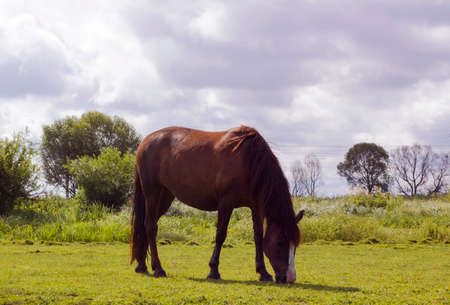 Horse brown color. Domestic animal horse grazes on pasture. Summer rural landscape with herd horse in meadow under cloudy blue sky on villageの写真素材