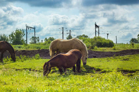 Herd of horses different colors grazing in land under stormy cloudy blue sky summer day. Domestics animals walking freeの写真素材