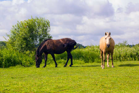 Two horses grazing on green meadow sunny summer day. Domestic animals in fieldの写真素材