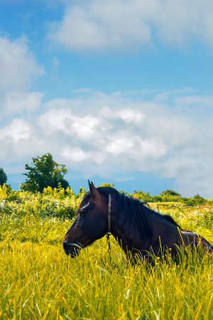 Portrait brown horse lying on green meadow rests in a pasture. Domestic animal grazes on field. Summer pastoral scene with rests pet under cloudy blue sky on sunny warm dayの写真素材