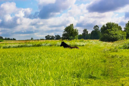 Brown horse lying on green grassland rests in pasture. Domestic animal grazes on meadow. Summer pastoral scene under cloudy blue sky on summer dayの写真素材