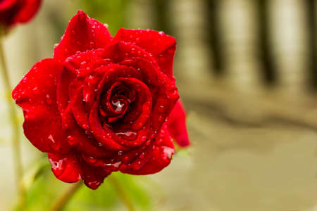 Flower red rose in summer garden in drops of rain. Scarlet rose flower after rainy dayの写真素材