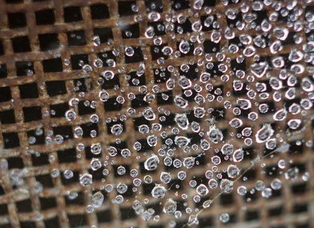 Spider web on a background of rusty iron lattice window in drops of rain. Range Web in rain in which...