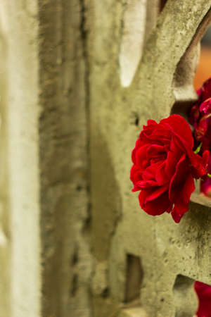 Flower red scarlet rose after rain in garden concrete fence. Rose in drops of rain garden background warm colorの写真素材