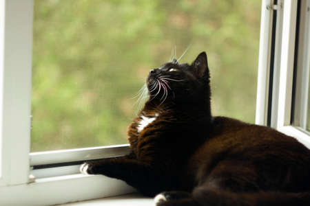 Black cat with white whiskers and eyebrows lying on the window sill and looking with interest in windowの写真素材